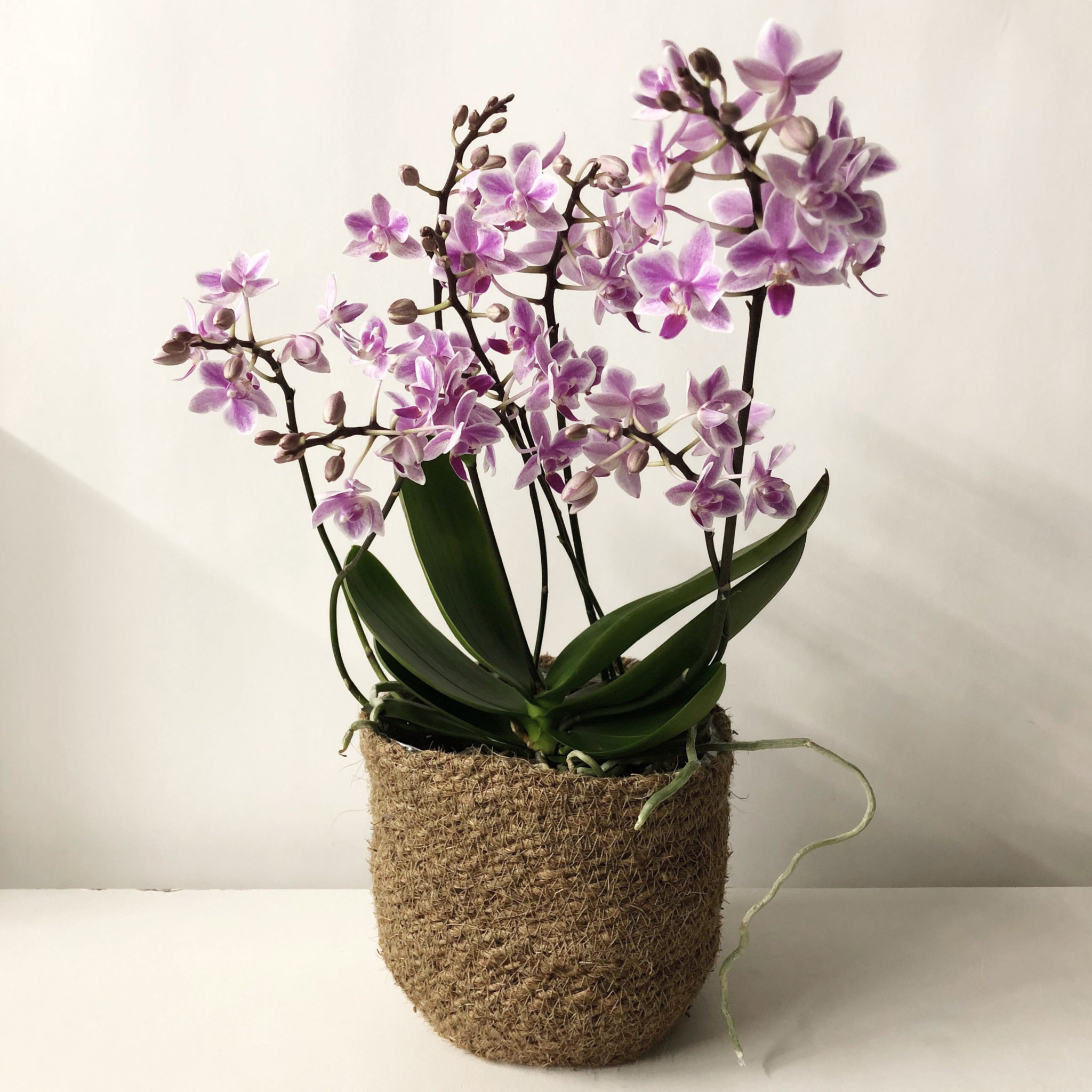 Orchidee Violette Plante Tropicale Dotee D Une Bonne Resistance