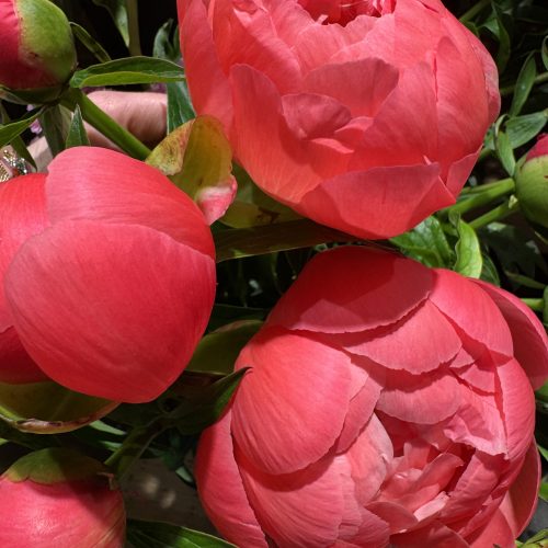 Pivoine Coral Charm