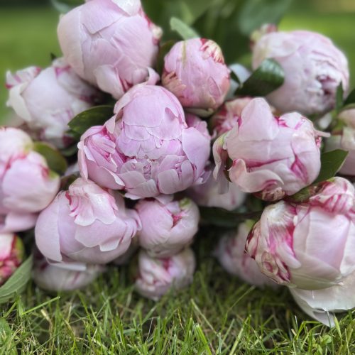 Bouquet de Pivoine Sarah Bernhardt